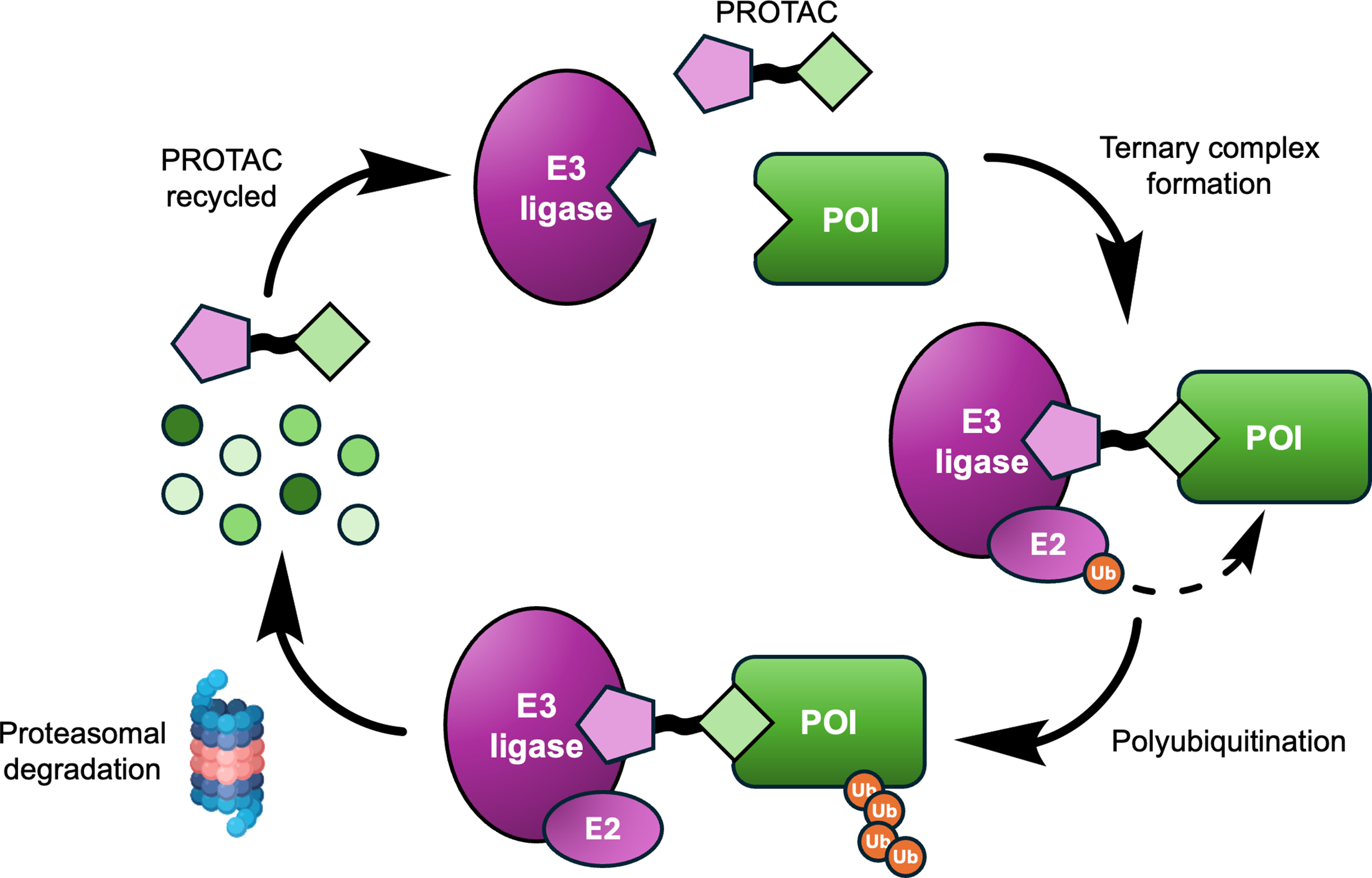 Mechanism overview showing a PROTAC bringing a protein of interest together with an E3 ligase, leading to ternary complex formation, ubiquitination, and proteasomal degradation.